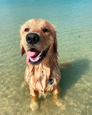 can you take dogs to new smyrna beach